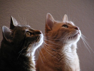Buckminster & Jinx