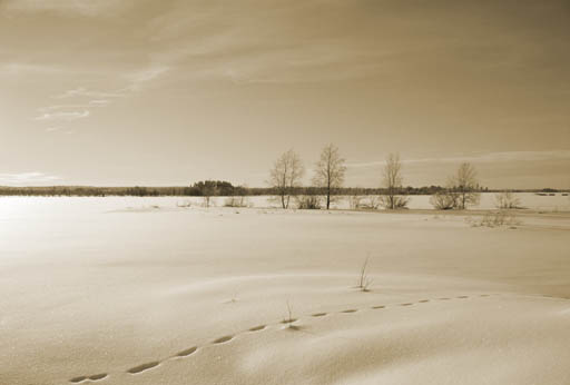 Koitijarvi